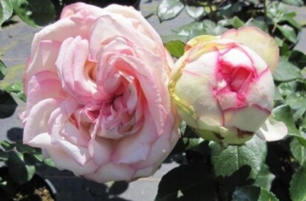 Zwergrose Biedermeier 2